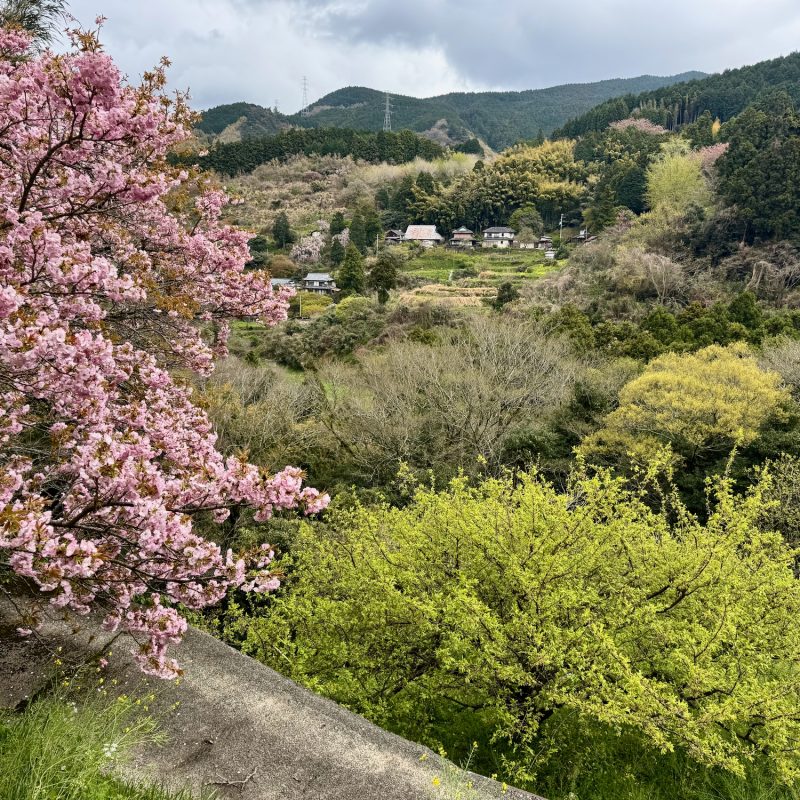 Sakura View of the Valley