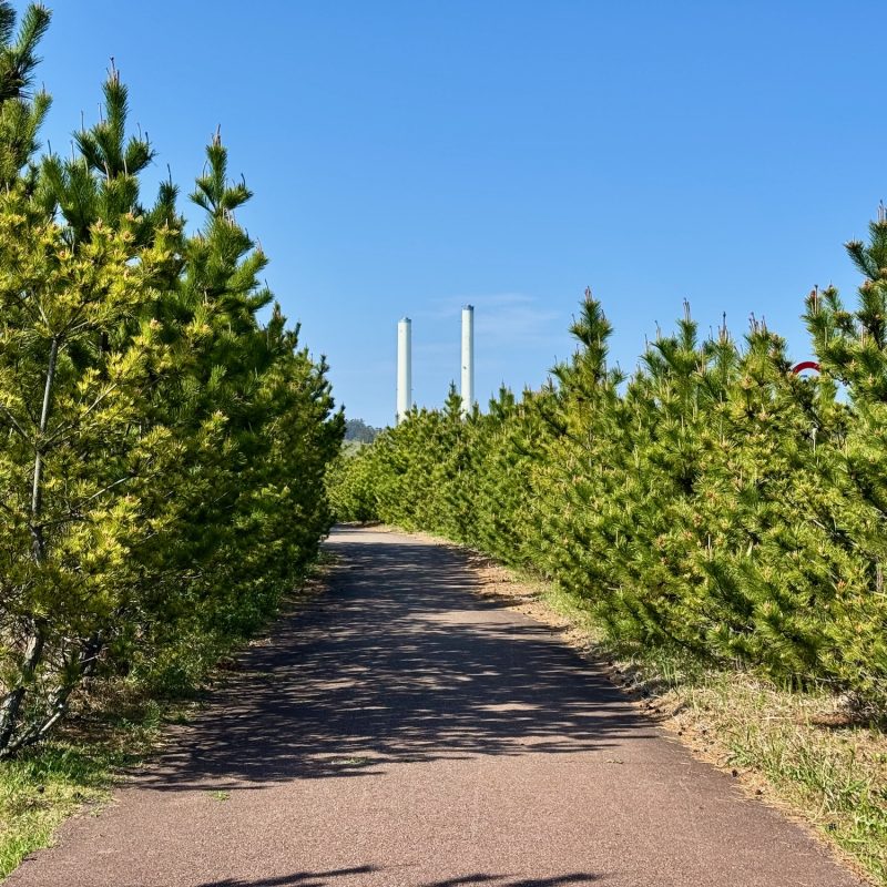 Coastal Trees