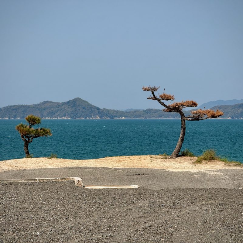 Bonsai Vibes on the Seto Inland Sea.