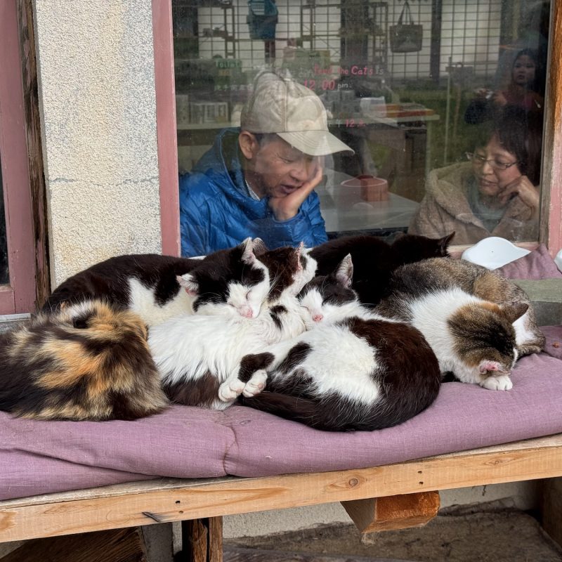 Cuddle Puddle