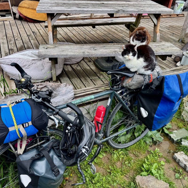 Cat Riders