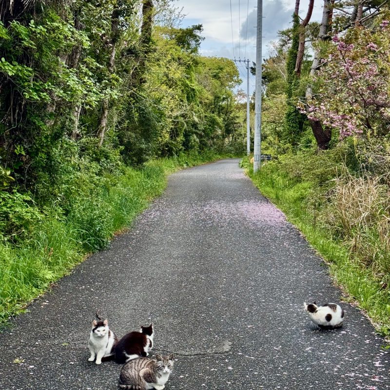 Roads of Cat Island