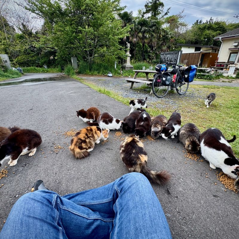 Feeding at Cat Island