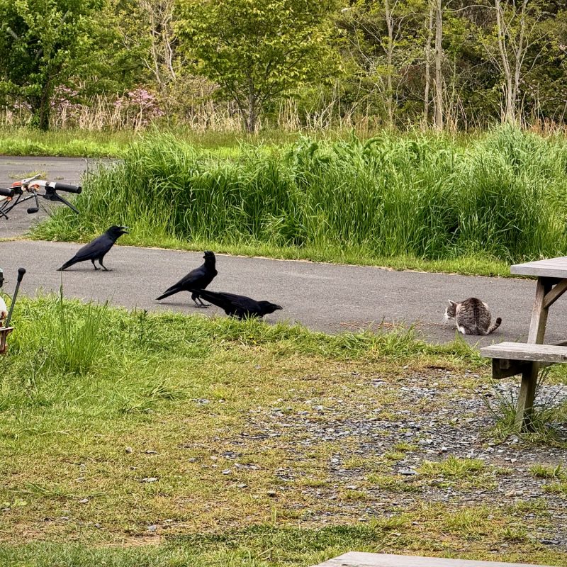 Crows' Approach
