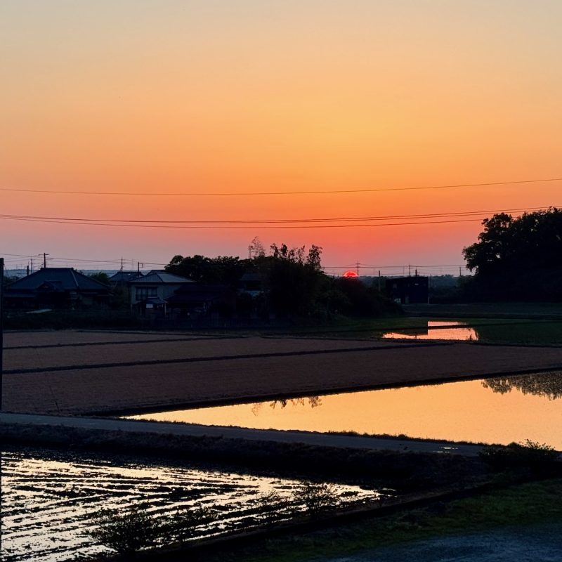 Rice Fields Sunset
