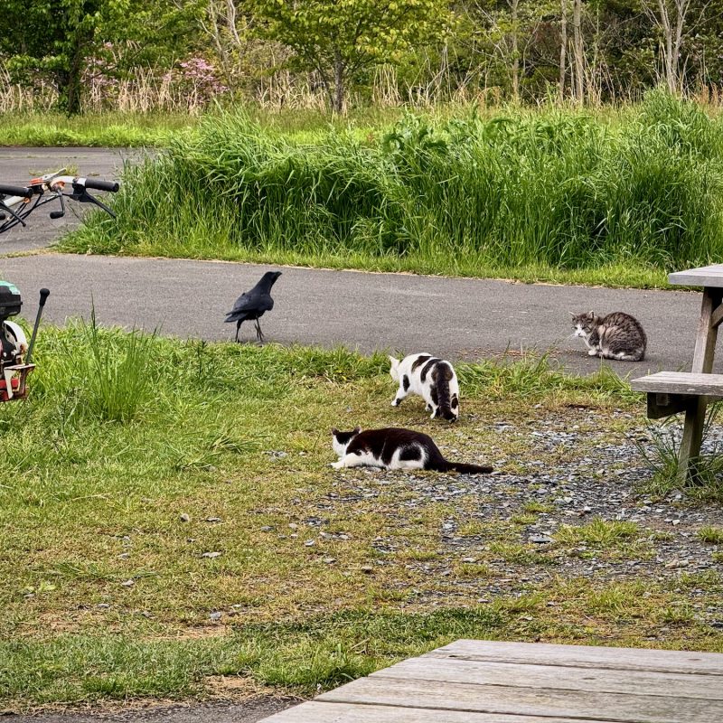 Cats' Return