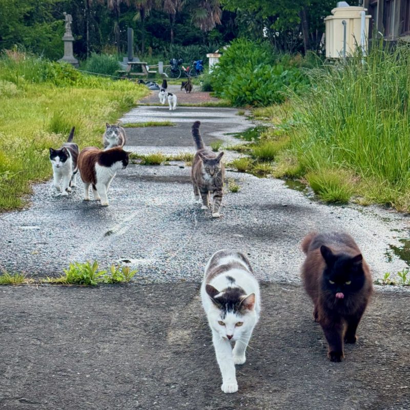 Cats Taking the Path