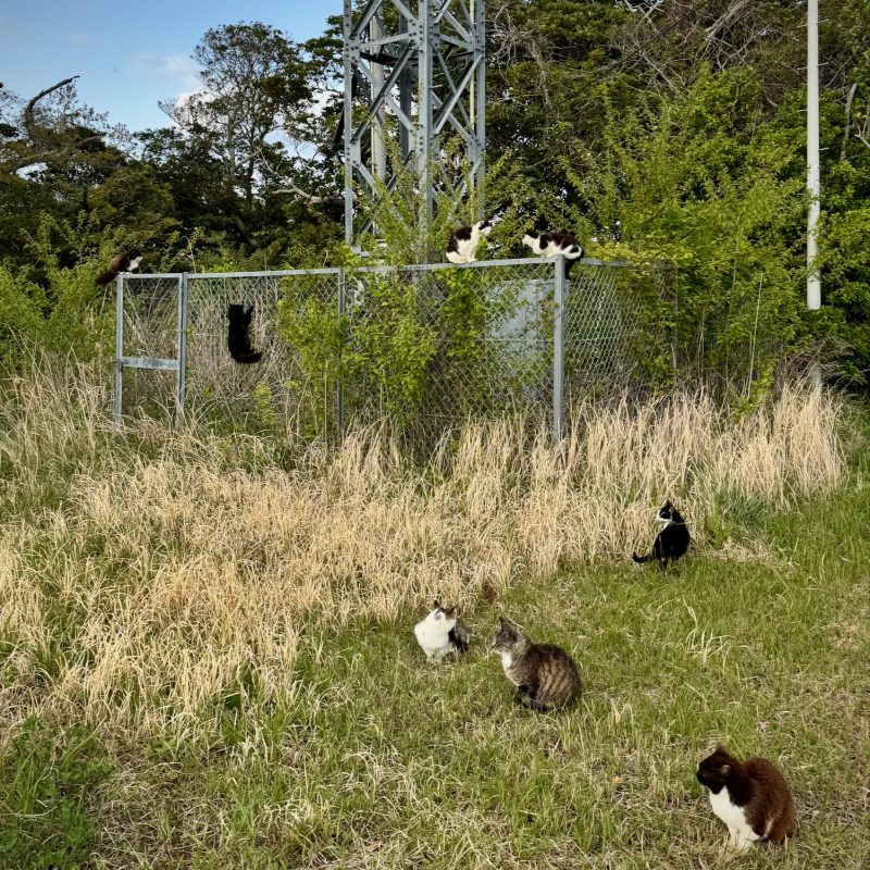 Cats at Rest in the Grass