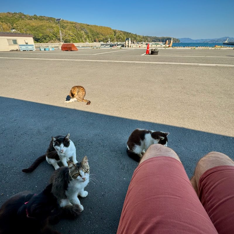 Morning Cats at the Port