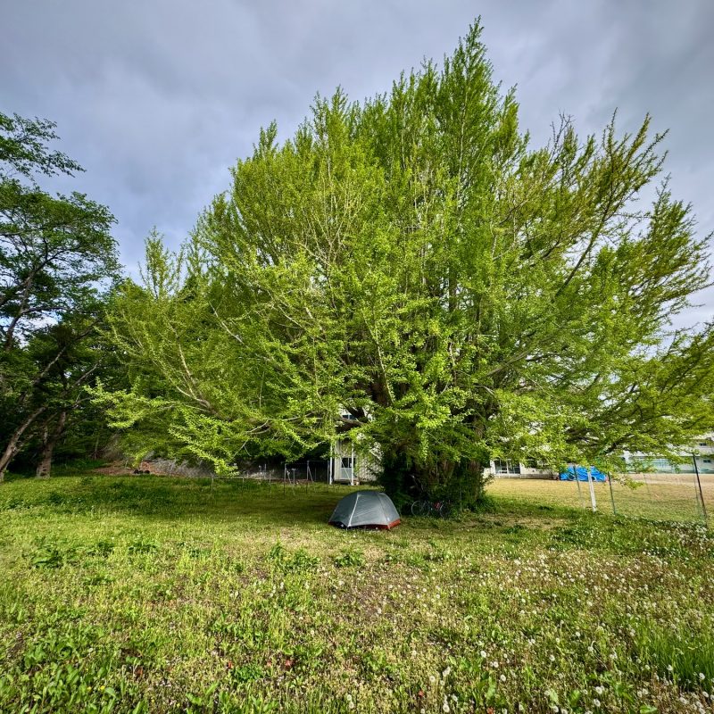 Magnificent Camping Tree