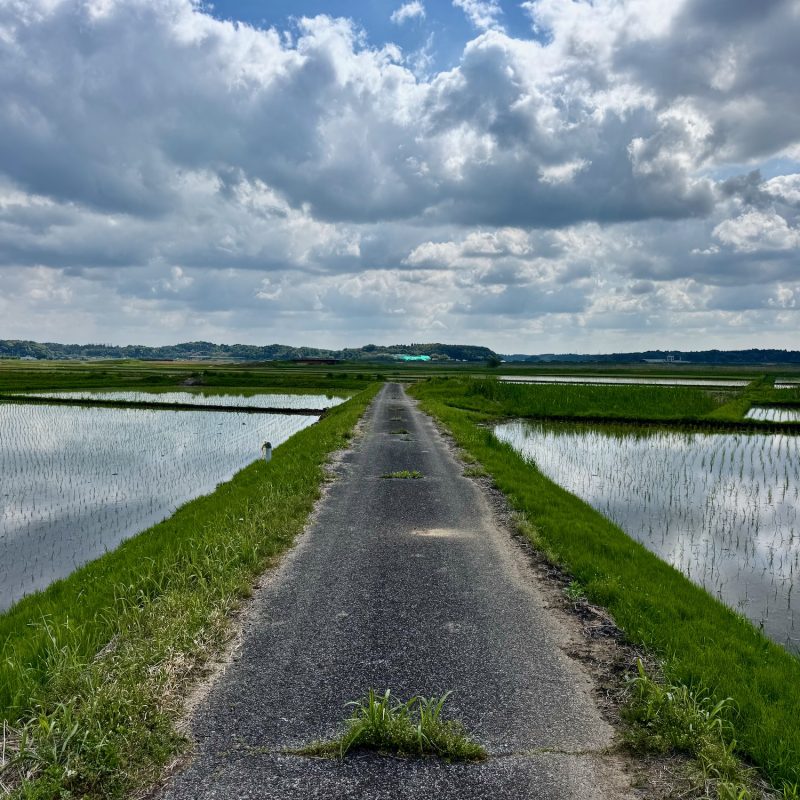 Crossing the Shimmering Paddies