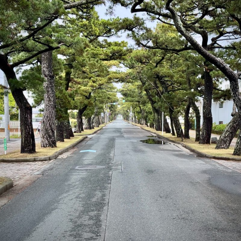 Pine Stretch