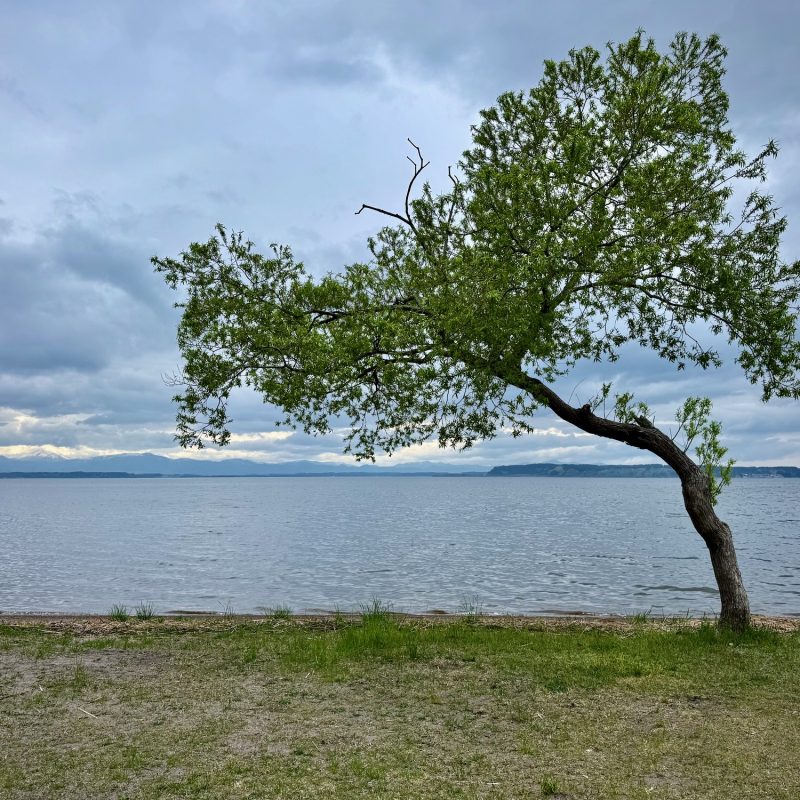 Lone Tree Upon Lake Ogawara