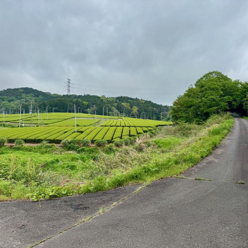 Through Tea Country