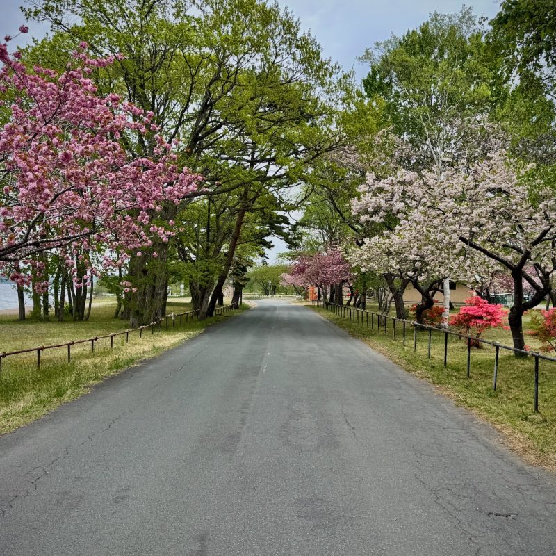 Way of Sakura