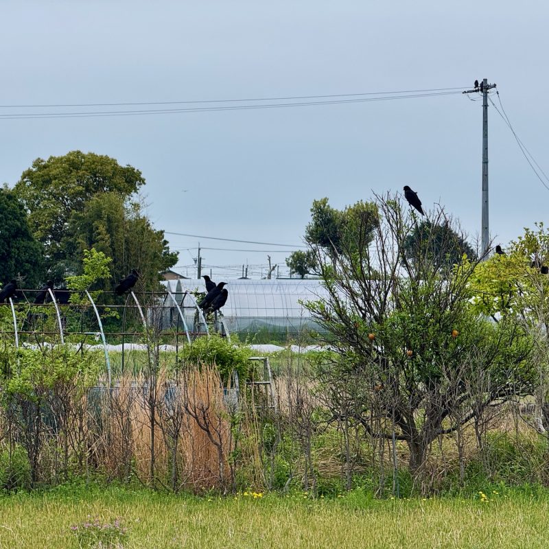 Murder of Crows