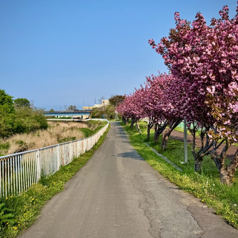 Bright Pink Paths
