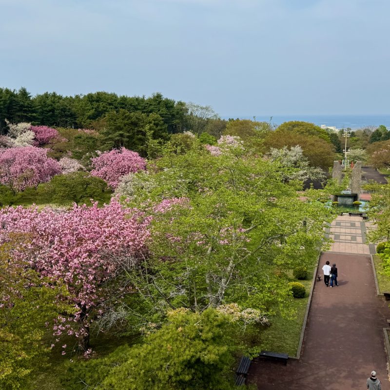 A View North of Uchiura Bay and Blossoms
