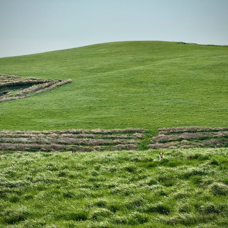Fox on the Hills Above