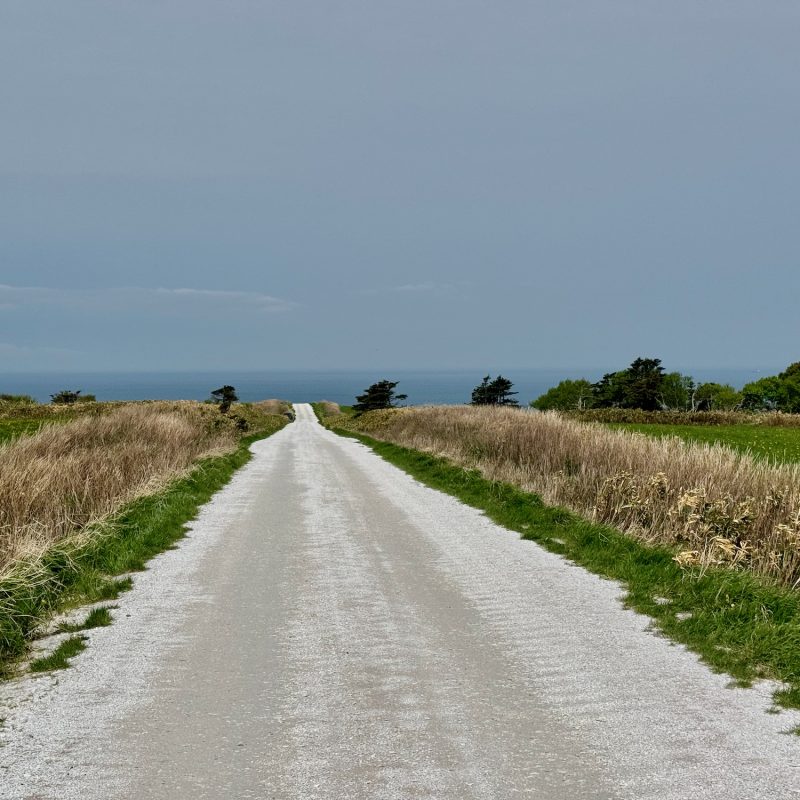 Path of White Shells