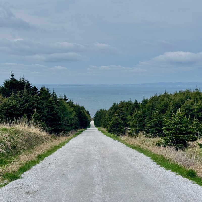 Path of White Shells