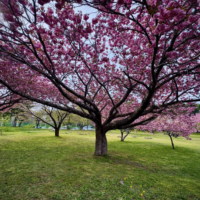 Underneath the Blossoms