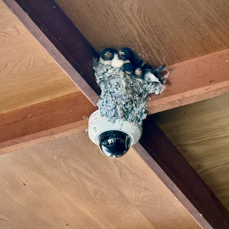 Swallow Nest