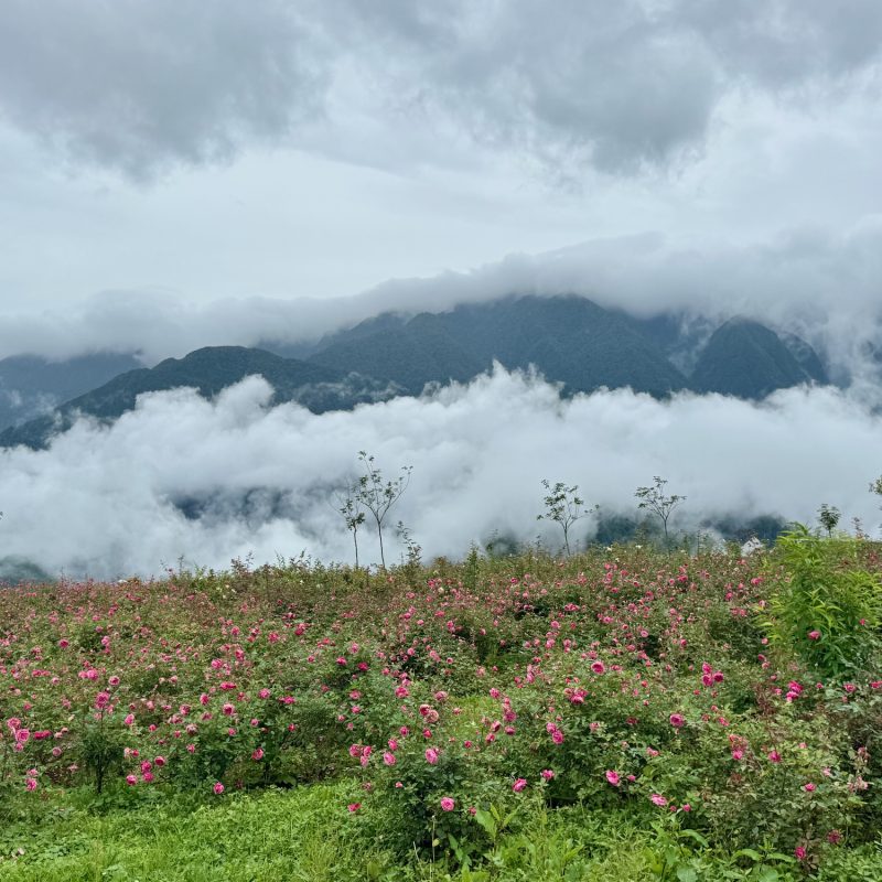 Cloudbanks and Flowers