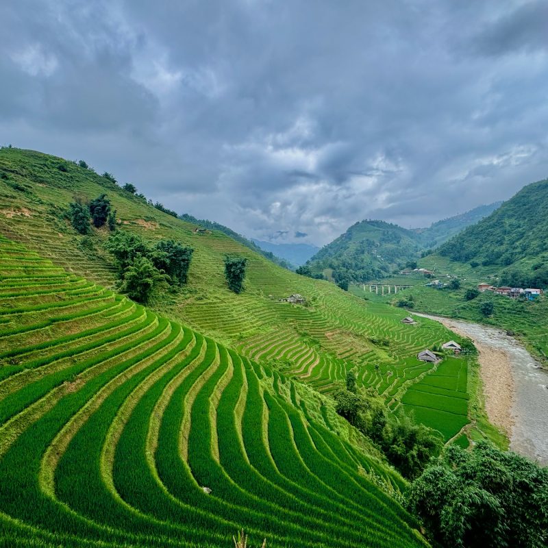 Stunning Cultivation