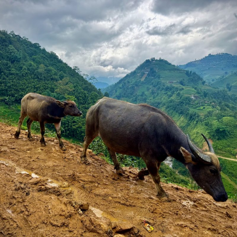 Bovine of Lao Chai