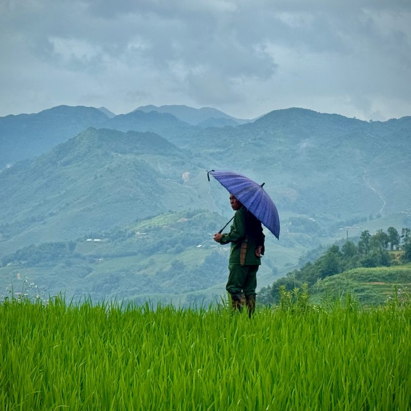 Umbrella Observer