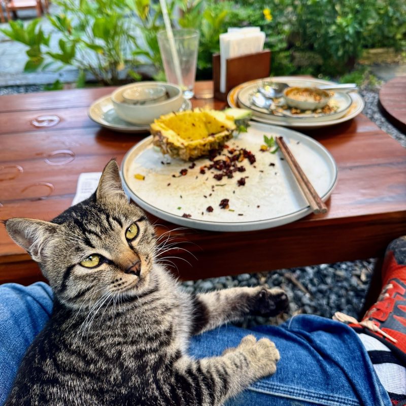 Cat Collecting III