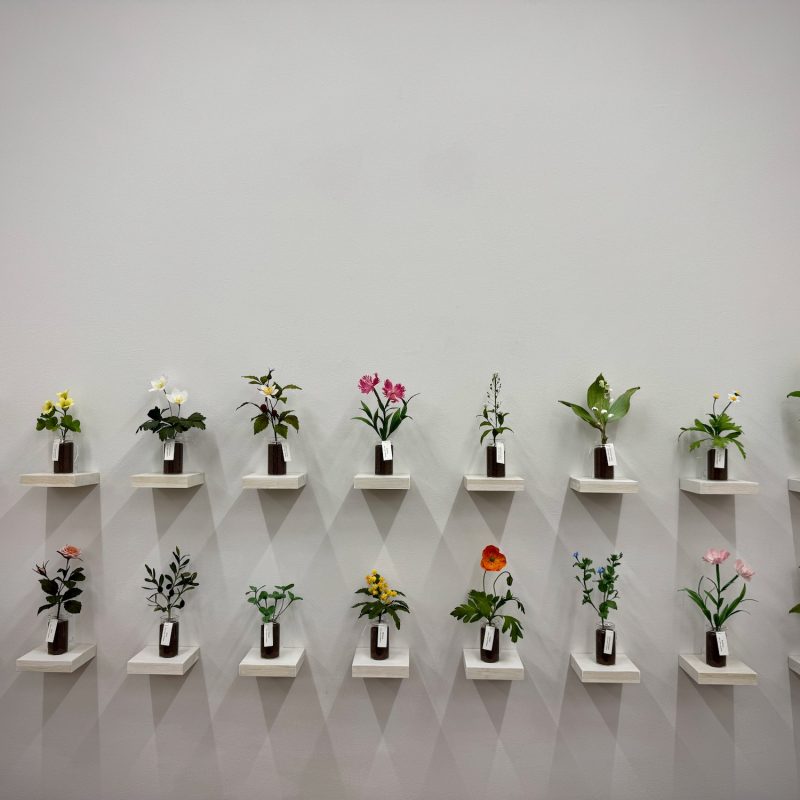 Plant Shadowcasting
