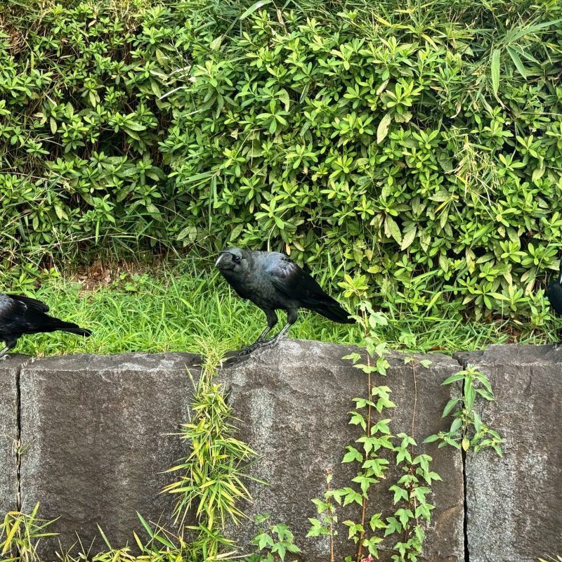 Crows at the National Museum