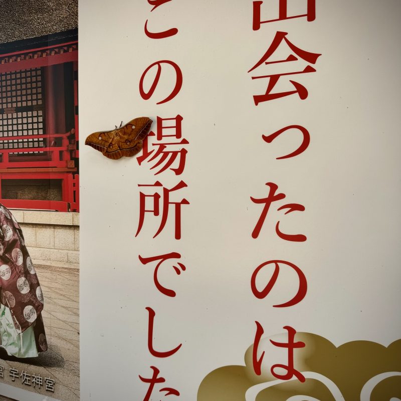 Moth Shrine