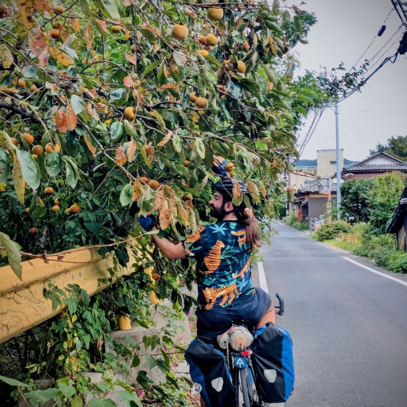 Persimmon Picker