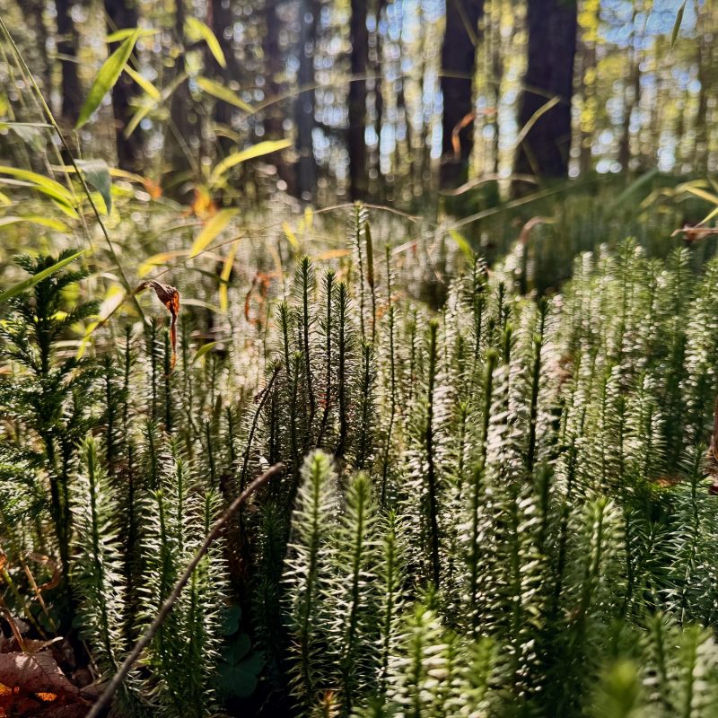 Flash of Foliage