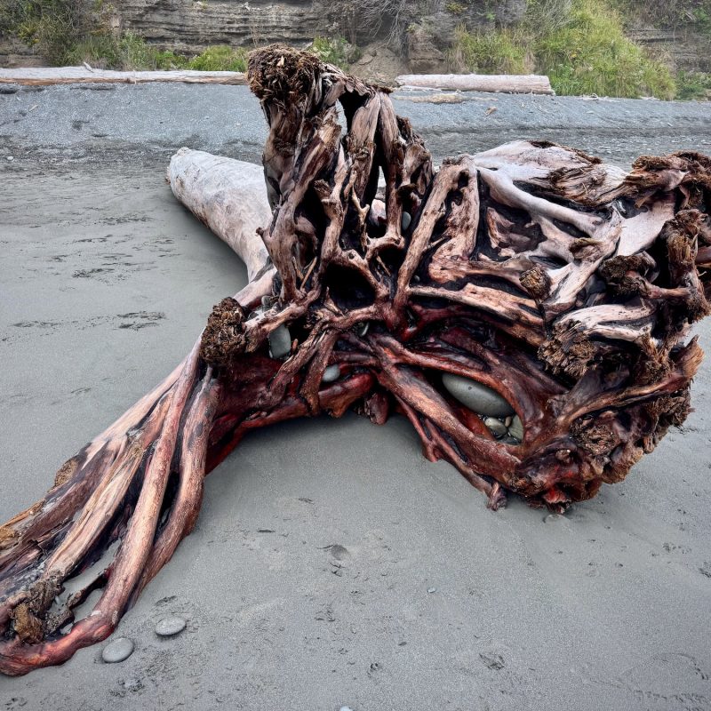 Driftwood Awe