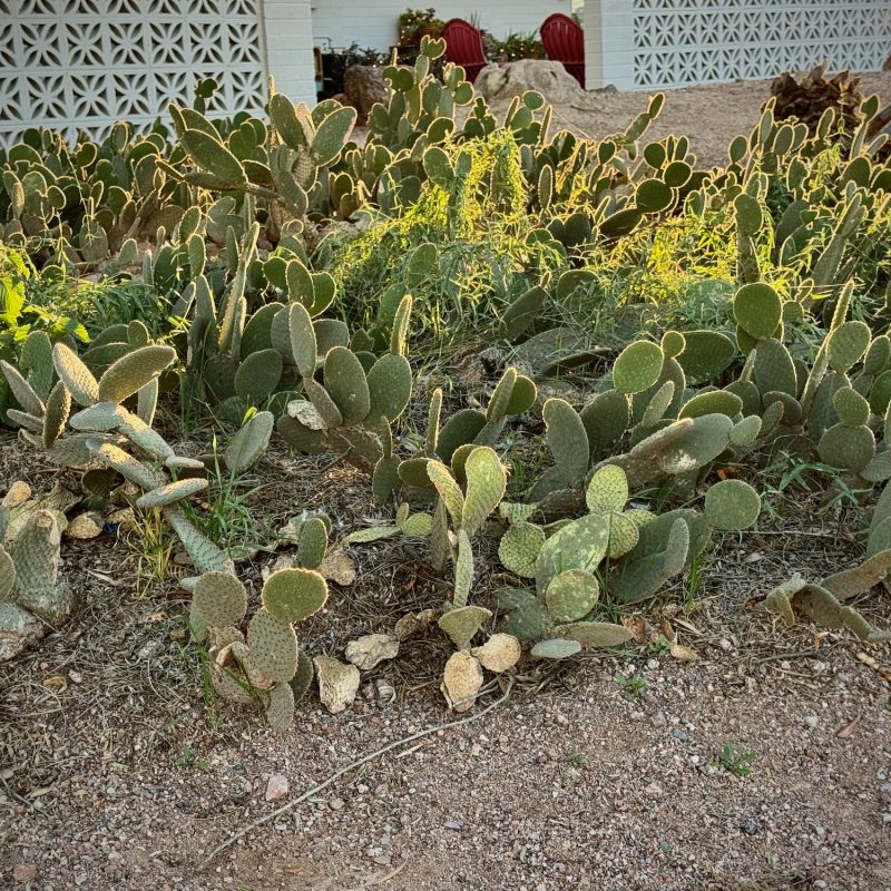 Sunset Prickly Pears