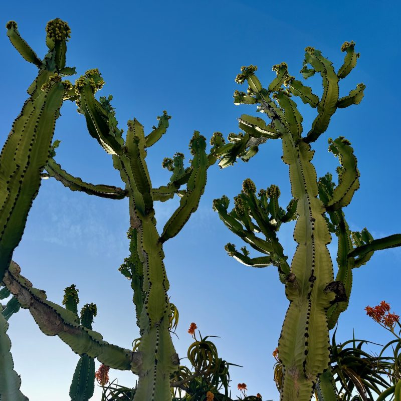 Towering Cactus of the Getty