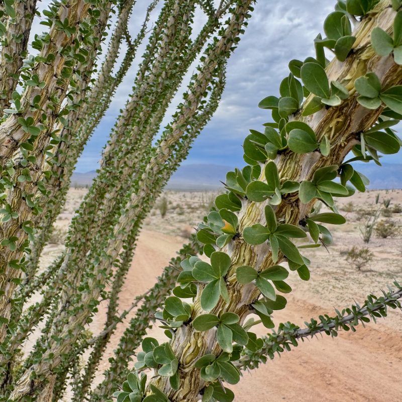 Ocotillo Leaves