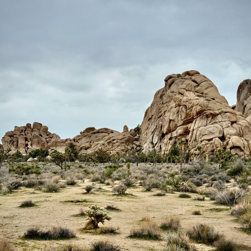 Desert Grounds