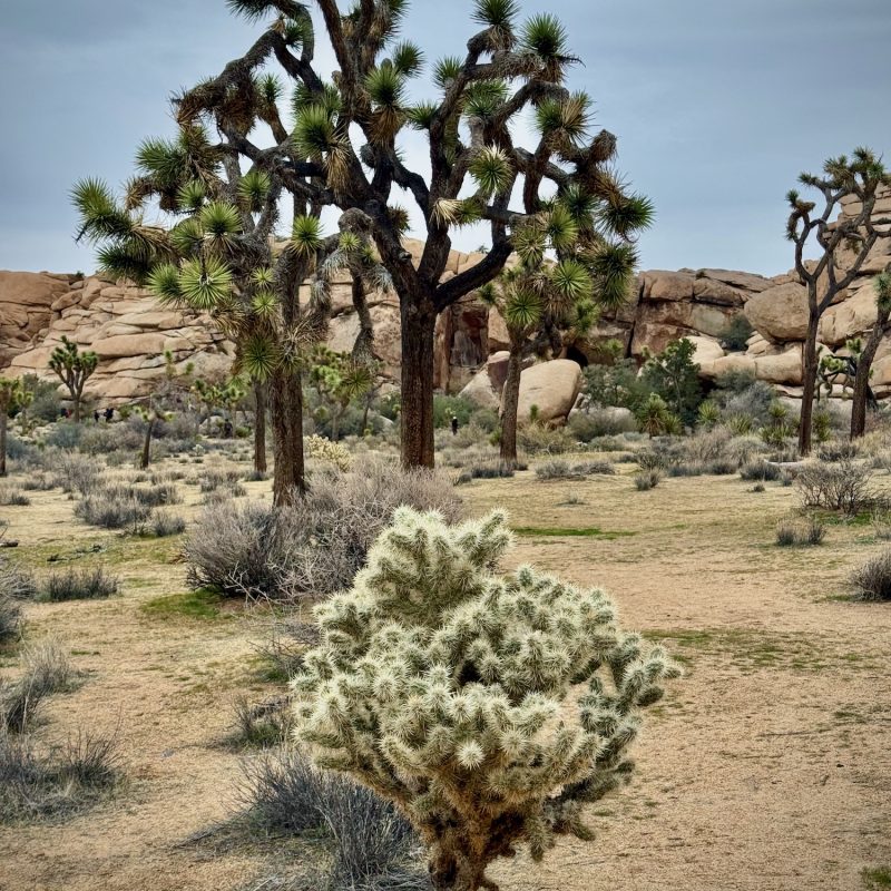 Joshua Tree and Cholla