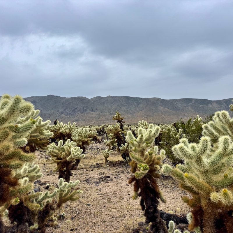 Cholla Garden
