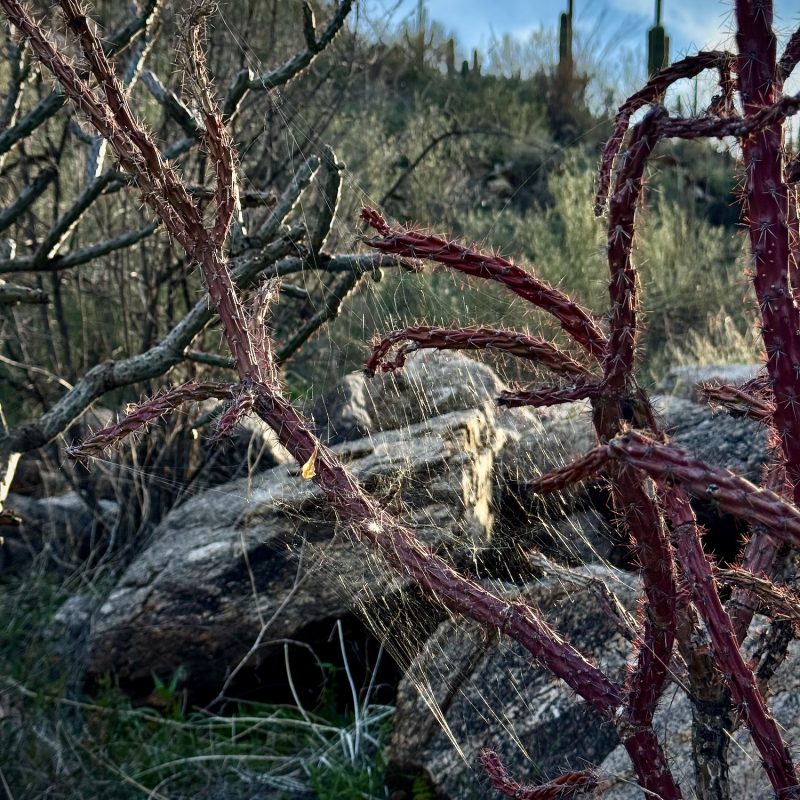 Webby Cholla