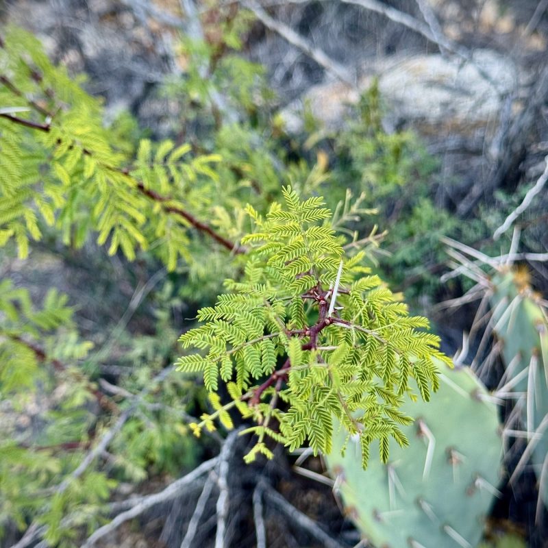 Mesquite Patterns