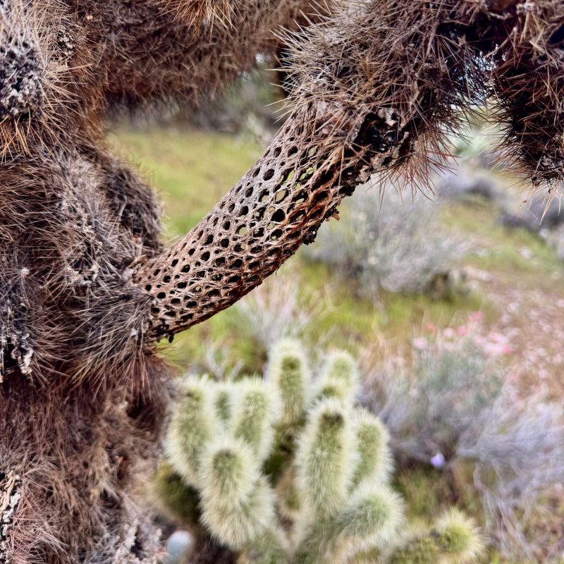 Cholla Bones
