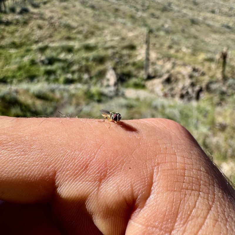 Lil' Buzzer