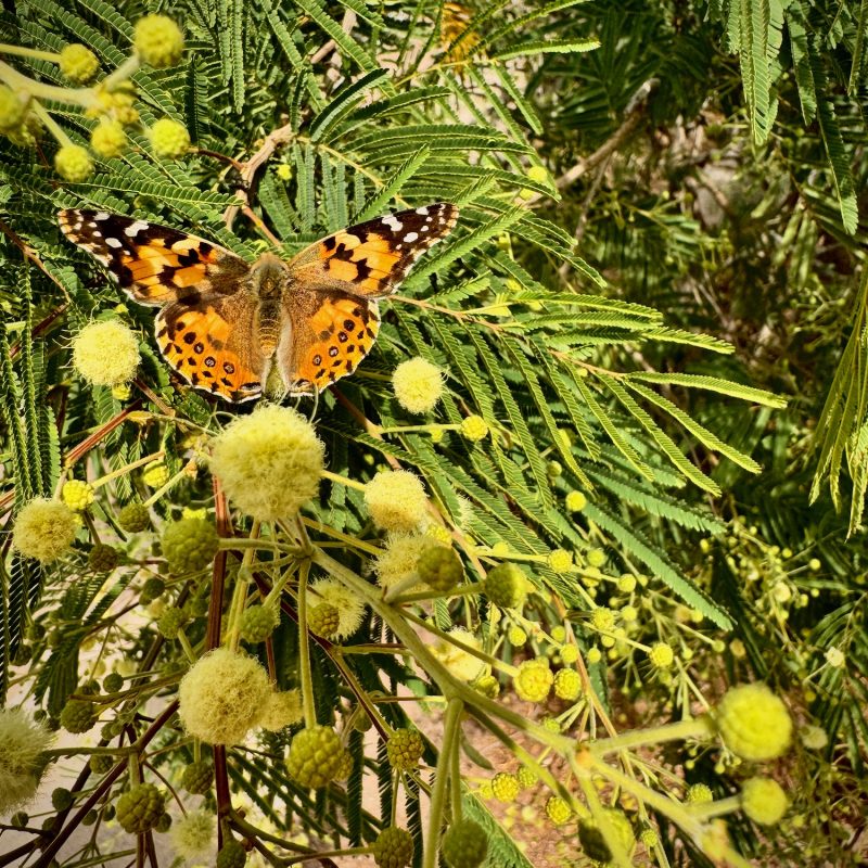 Painted Lady Butterfly