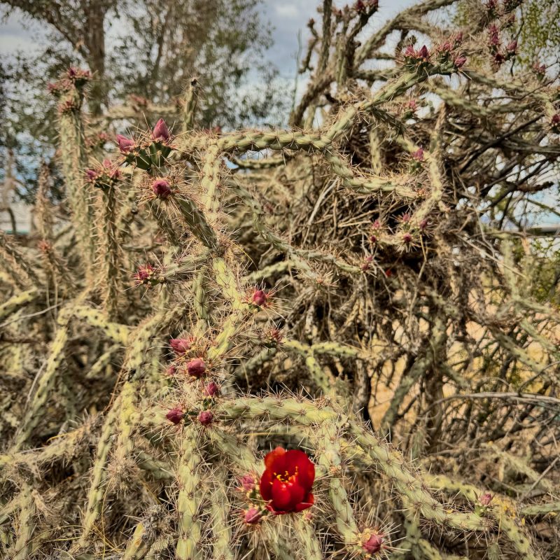 Cholla Blossoms